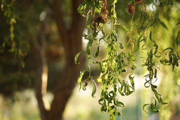 willow curly tree, closeup branches with green leaves in summer day © Omega