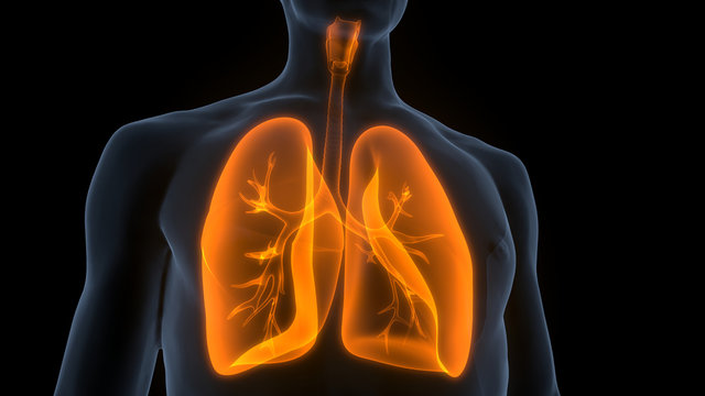Human Respiratory System Lungs Anatomy