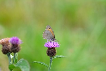 A little meadow bird   -   Hay-fever   (   Coenonympha pamphilus   )   on purple blossom in front of green nature