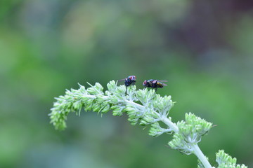 Two fly`s  sits on  plant in the green nature