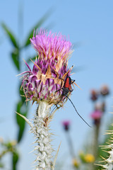 roter Bockkäfer (Purpuricenus budensis) auf einer Illyrischen Eselsdistel (Onopordum illyricum),...