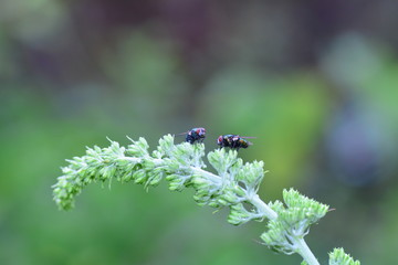 Two fly`s  sits on a  plant in the green nature