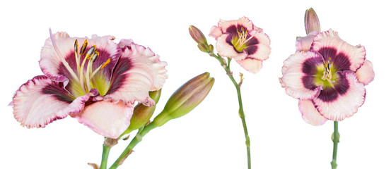 Set of Daylily (Hemerocallis) flowers close-up isolated on white background. Cultivar with pink flower with dark purple eye