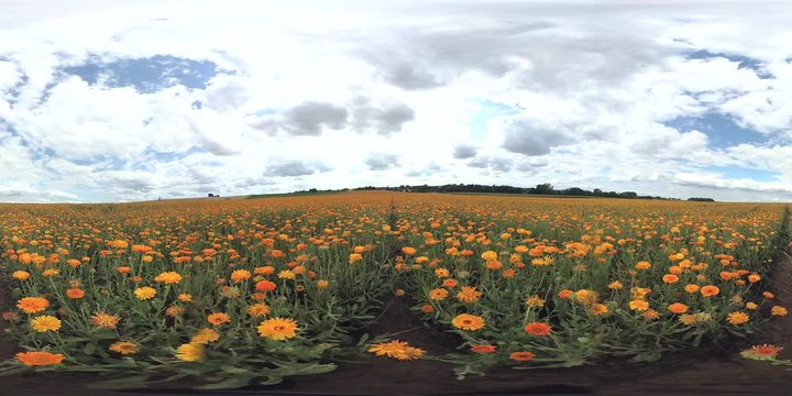 Ringelblumen auf dem Feld, Anbau von Heilpflanzen, Calendula officinalis, VR, VR360, 360VR, Kugelpanorama