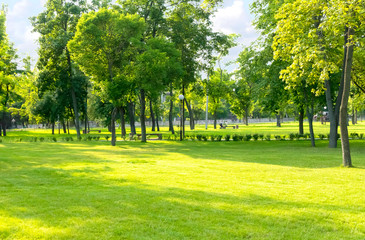 Green summer city park background with tall trees and lawn. Sunny day in a typical european park - obrazy, fototapety, plakaty
