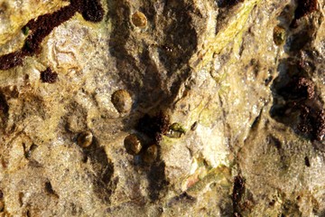 Rock with outgrowths of seaweed and seashells on the beach of Albania
