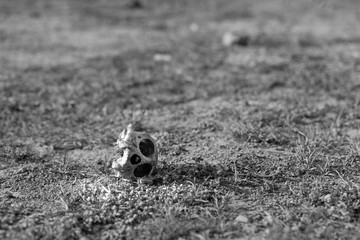 The monkey skull in Agra