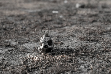 The monkey skull in Agra