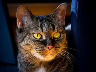 Katze Porträt natur