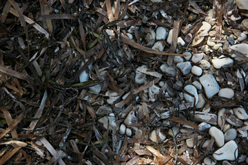 Dry seaweed and pebbles on the beach in the shade
