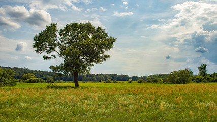 ein einzelner Baum auf einer Wiese mit bewölktem Himmel