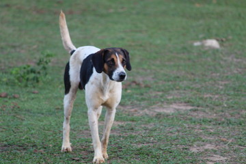 Cachorro