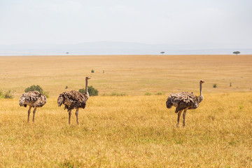 Flock with ostriches on the big savannah in africa