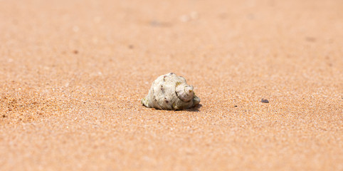 Fototapeta na wymiar mollusk shells on the seashore, ocean coast