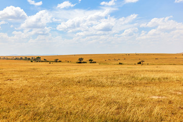 Fototapeta premium View of the savanna in Africa with the horizon