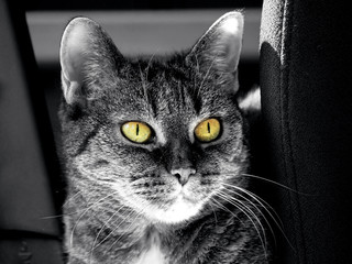 Katze Porträt schwarz-weiß