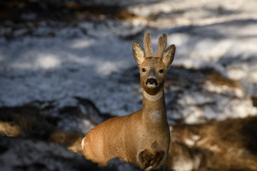 Rehbock im Winter