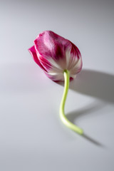 One tulips on white background