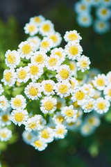 Little daisies with soft blur background. Bright flowers close-up. Vertical photo.