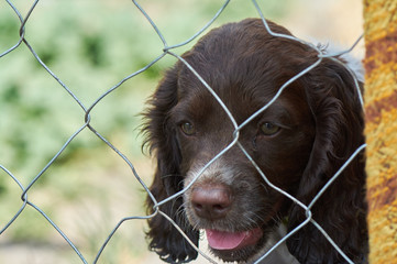 The brown spaniel is locked in the aviary. Little puppy waiting close-up.
