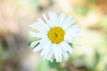 Lonely camomile close-up. Macro shot of a sunny flower with blur background.