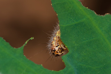 Hariry caterpillar,feeding on a bramble leaf.