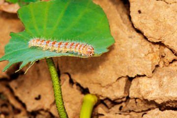 Hariry caterpillar,feeding on a bramble leaf.