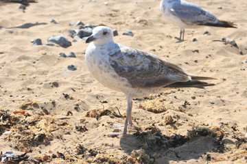 Hungrige Möwen am Strand © Inka