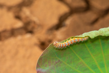 Hariry caterpillar,feeding on a bramble leaf.