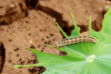Hariry caterpillar,feeding on a bramble leaf.