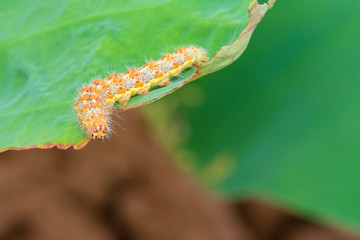 Hariry caterpillar,feeding on a bramble leaf.