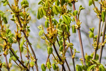 branch of a tree