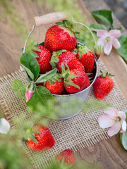 fresh organic strawberries bucket in nature background