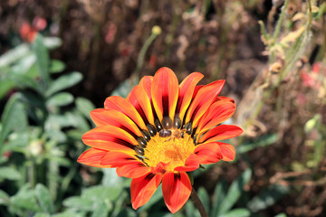 riot of flowers in the summer park