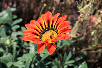 riot of flowers in the summer park