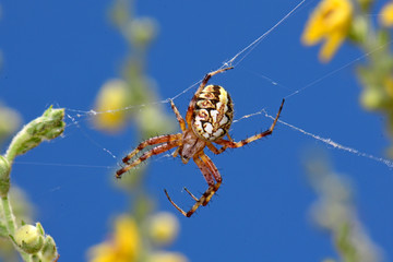Radnetzspinne (Neoscona cf. adianta) auf dem Peloponnes, Griechenland - heathland orbweaver in...
