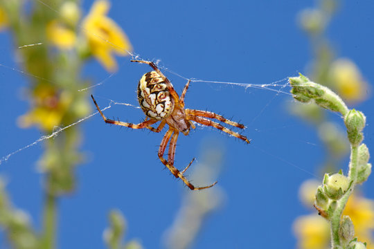 Radnetzspinne (Neoscona cf. adianta) auf dem Peloponnes, Griechenland - heathland orbweaver in Greece