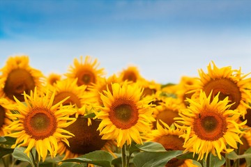 Fototapeta premium sunflower blossom against deep blue clear summer sky, peaceful and quiet harvest time, farming field texture surface image