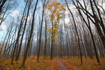 Fototapeta premium bare trees in cold blue November sky with light white clouds, bright yellow fallen leaves on the ground, beautiful fall misty morning seasonal background