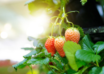 strawberry in the garden.