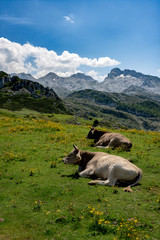 Krowy w górach  © Wojciech Zieliński 