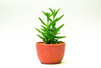Cactus in pot of white background