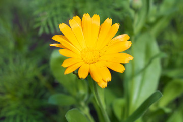 Calendula. Flower. Flowerbed. Summer in the country.