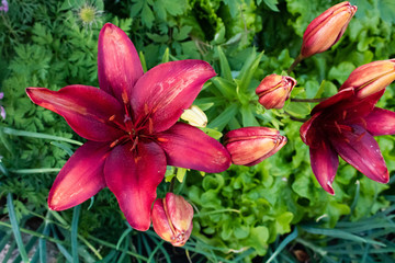 Flowers. Garden lilies in the flowerbed.