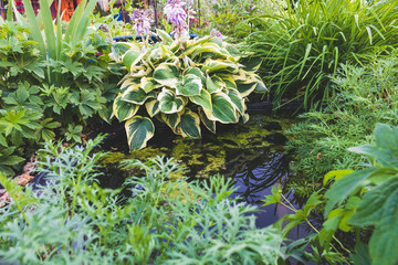 Decorative pond. Hosta and other plants.