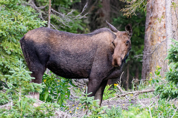 Shiras Moose in the Rocky Mountains of Colorado