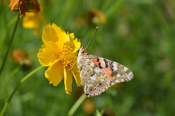 butterfly on a flower macro summer