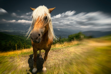 Horse © Bogdan