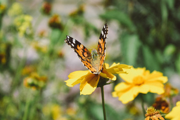 butterfly on a flower