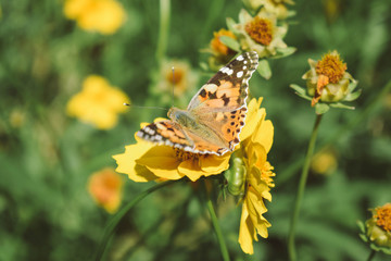 butterfly on a flower